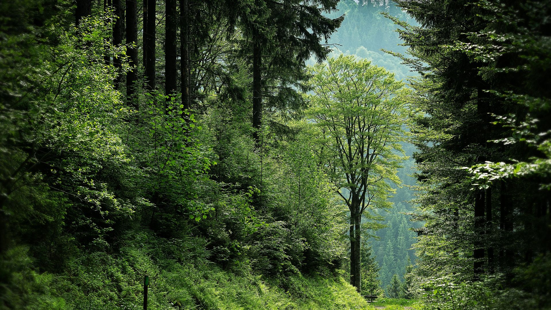 Green forest representing InnovClean's environmental responsibility
